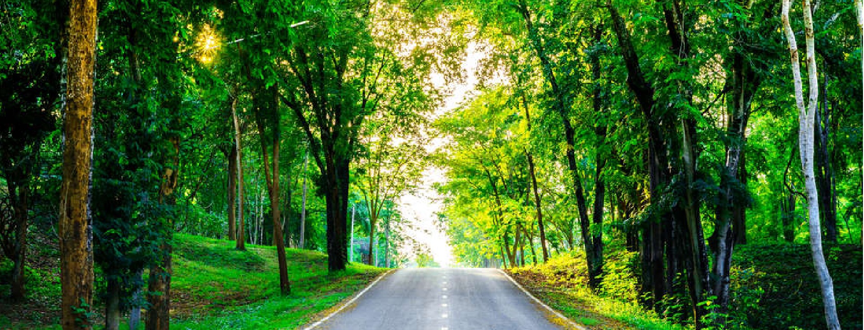 Road within forest