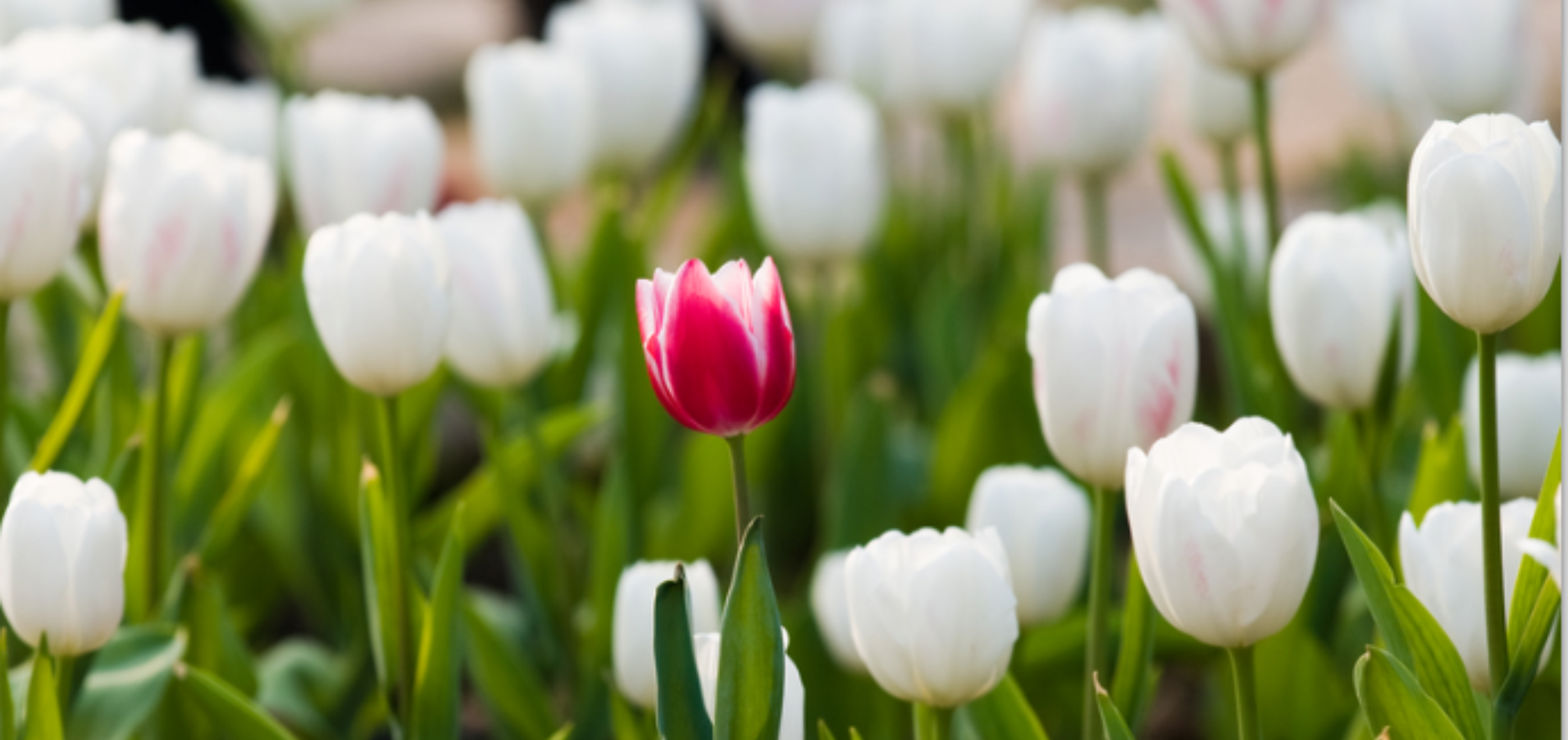 Are companies taking advantage of diversity & inclusion