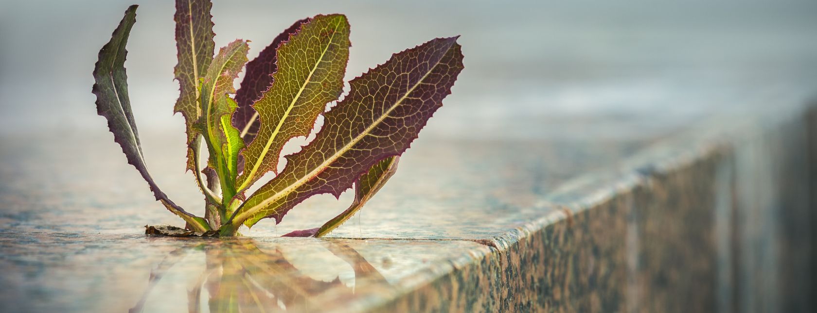 Climate Change Amendment to ISO Management System Standards - eLearning Training