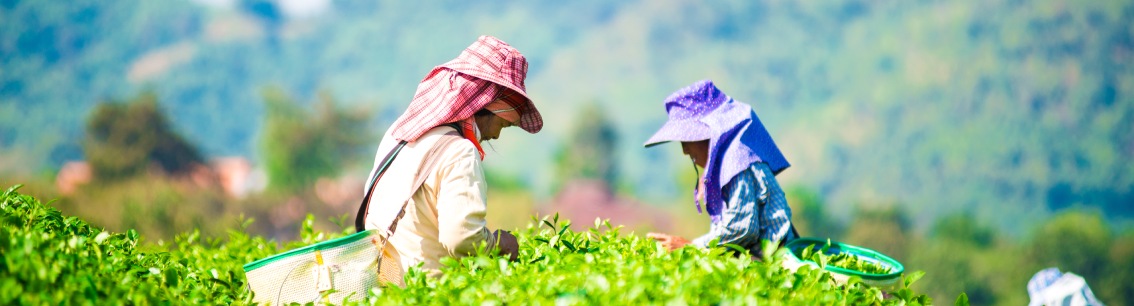 Corporate Sustainability Due Diligence_1134x300