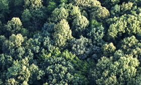 FSC® Chain Of Custody certification