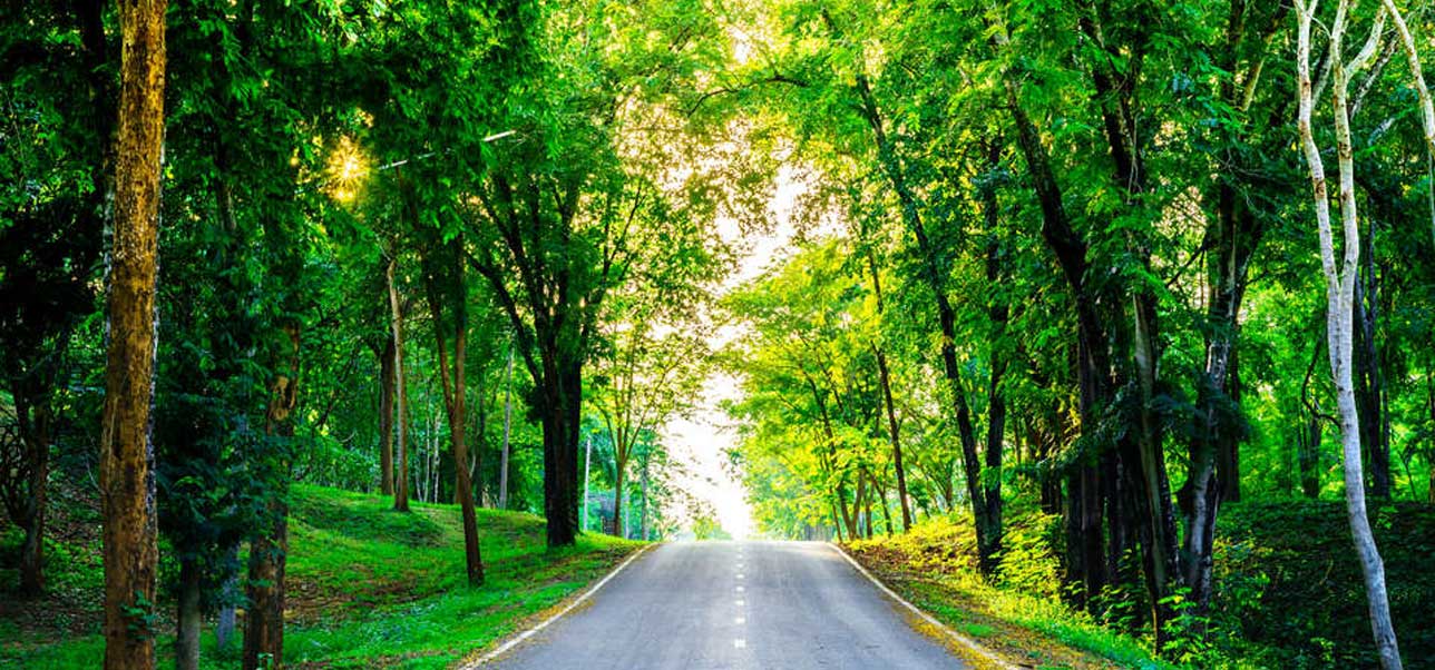 Forest road trees along at the country side