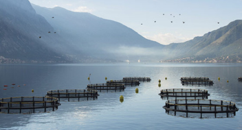 GLOBALG.A.P IFA  Aquaculture version 6