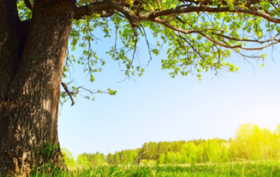 ISRS Assessor Course