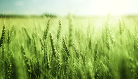 COVID 19 Impacts in Animal Feed & Ingredients Industry