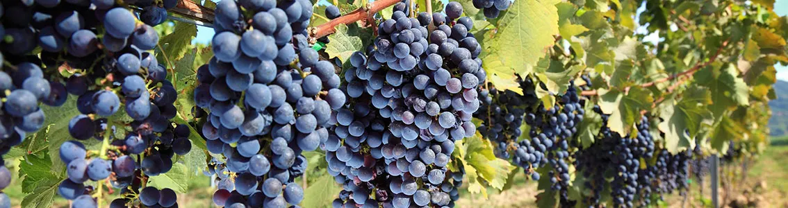 Row of grapes